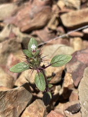 Acanthomintha lanceolata