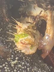 Eupentacta quinquesemita