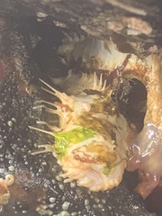 Eupentacta quinquesemita