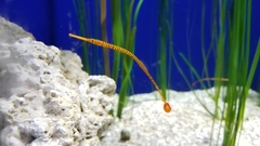 Dunckerocampus multiannulatus