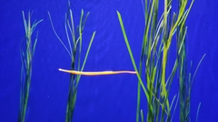 Dunckerocampus multiannulatus