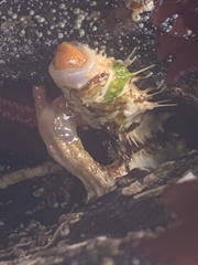 Eupentacta quinquesemita