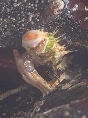 Eupentacta quinquesemita