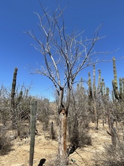 Erythrina flabelliformis
