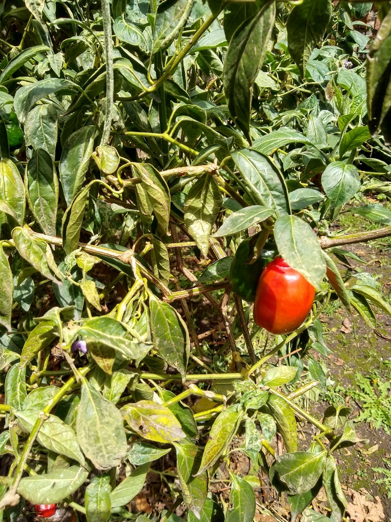Timber Pepper tree pepper from Cuenca, EC-AZ, EC on April 29, 2021 at 05:55 PM by ...