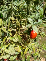 Capsicum pubescens