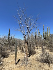 Erythrina flabelliformis