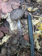 Strobilomyces confusus