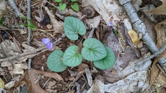 Viola walteri