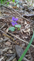 Viola walteri