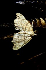 Chalastra pellurgata