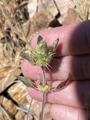 Acanthomintha lanceolata