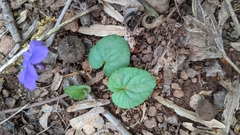 Viola walteri