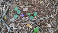 Viola walteri