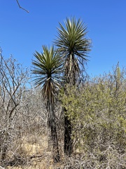 Yucca valida