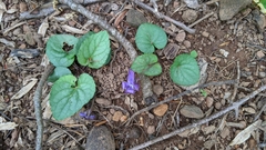 Viola walteri