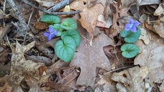 Viola walteri