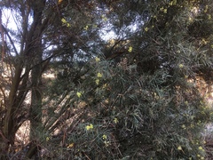 Acacia leprosa