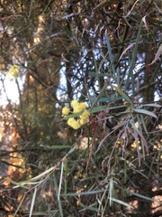 Acacia leprosa