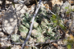 Grusonia aggeria