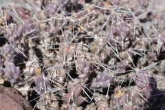 Grusonia aggeria