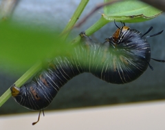 Xerociris wilsonii