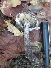 Strobilomyces confusus