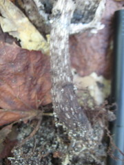 Strobilomyces confusus