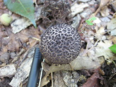 Strobilomyces confusus