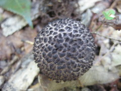 Strobilomyces confusus