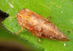 Aphrophora saratogensis