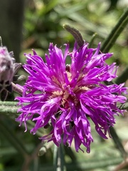 Lessingianthus plantaginodes