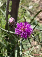 Lessingianthus plantaginodes