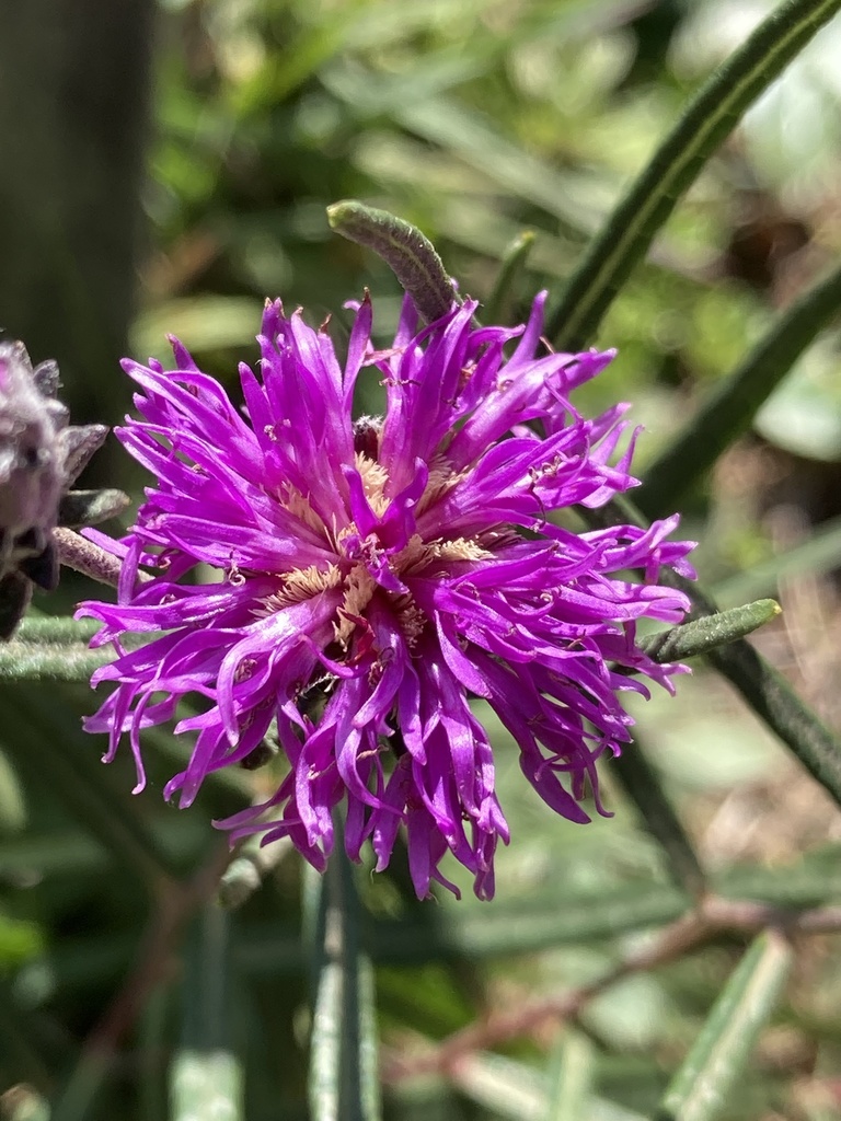 Lessingianthus plantaginoides (Lessingianthus plantaginoides)