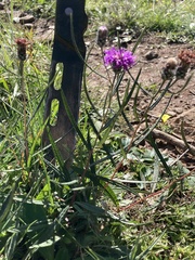 Lessingianthus plantaginodes