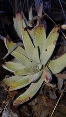Dudleya virens