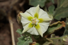 Chamaesaracha pallida