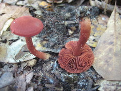 Cortinarius marylandensis