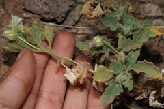 Chamaesaracha pallida