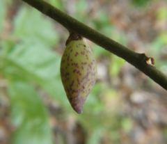 Amphibolips acuminata
