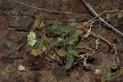 Chamaesaracha pallida