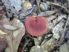 Cortinarius marylandensis