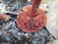 Cortinarius marylandensis