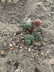 Cymopterus globosus