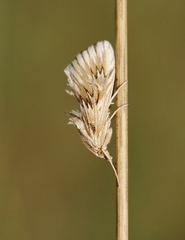 Cynaeda dentalis