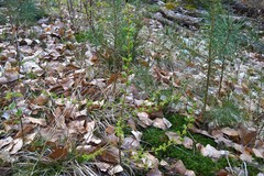 Larix decidua decidua