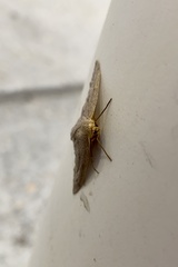 Lambdina pellucidaria