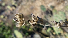 Malacothamnus fasciculatus catalinensis