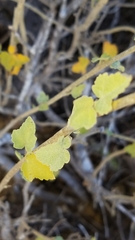 Malacothamnus fasciculatus catalinensis