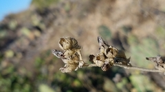 Malacothamnus fasciculatus catalinensis